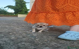Pomchi perros en venta: Machito sable  - Imagen 2