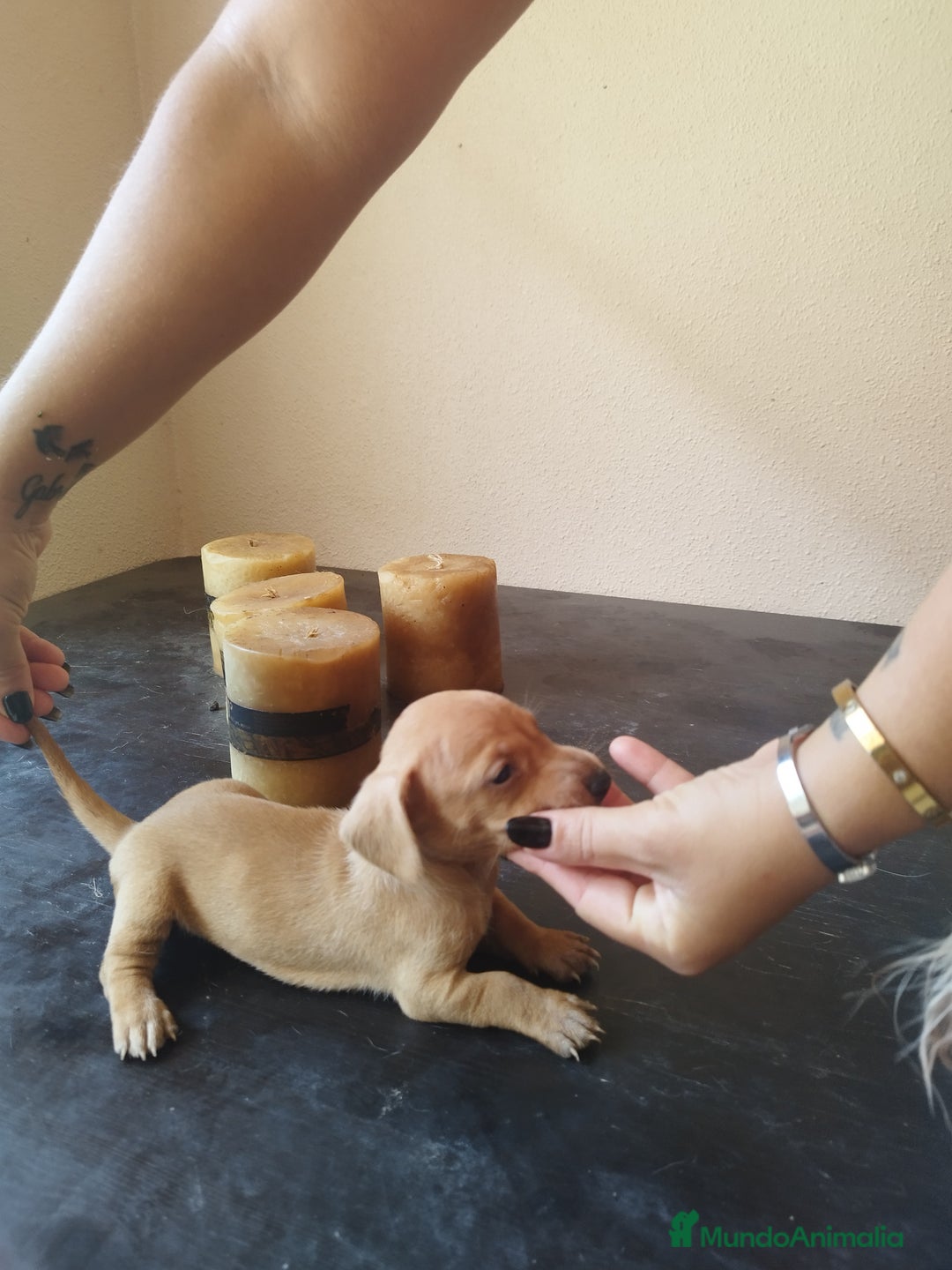 Teckel perros en venta: TECKEL HEMBRA. CALIDAD Y SELECCIÓN  - Imagen 5