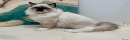Ragdoll gatos en venta: Gatito Ragdoll Seal Mitted - Anuncio 3