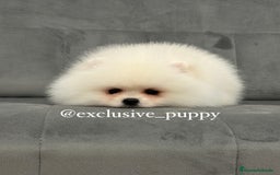 Pomerania perros en venta: 🧸🥇 Autentico Osito de Pomerania  - Imagen 4