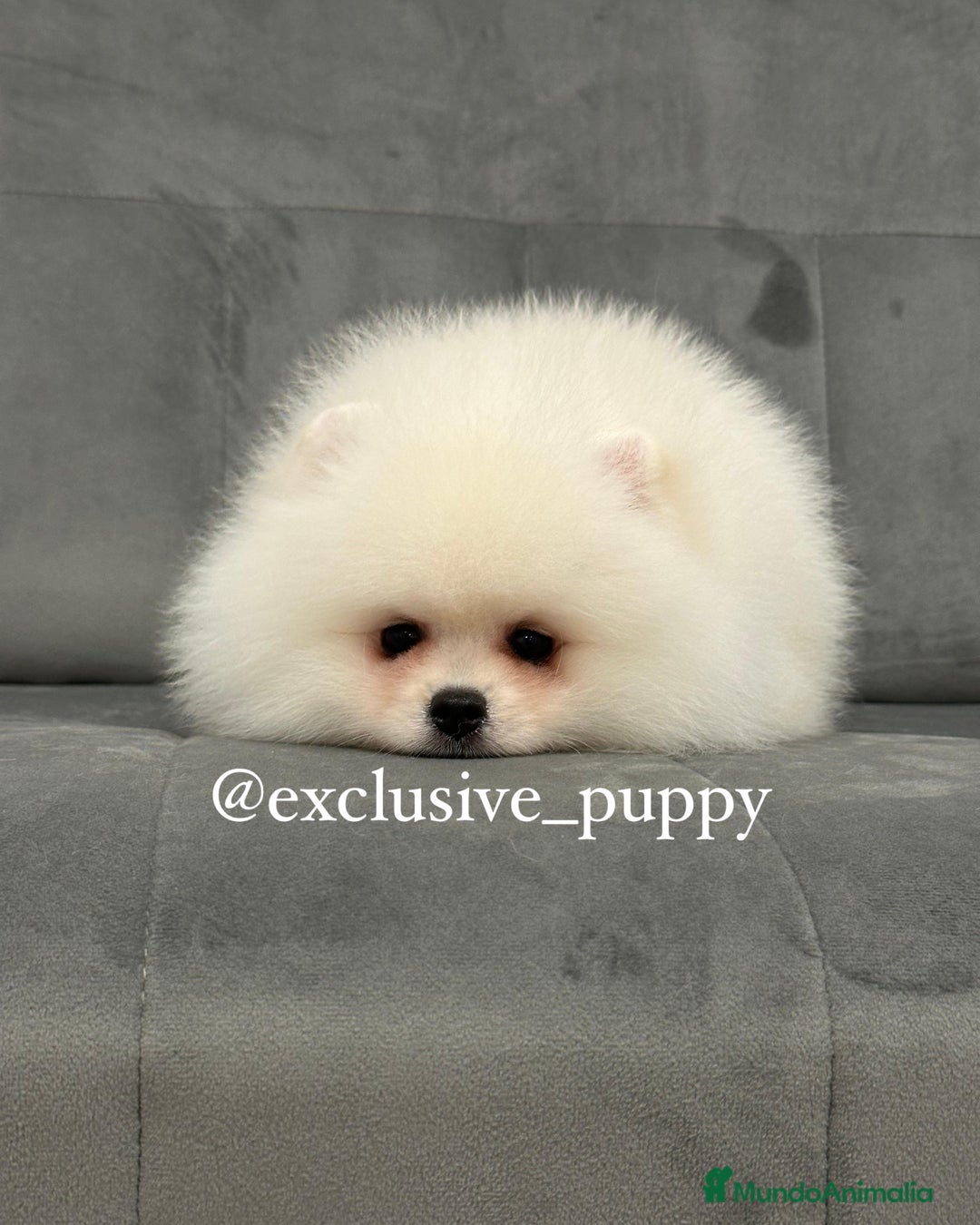 Pomerania perros en venta: 🧸🥇 Autentico Osito de Pomerania  - Imagen 4
