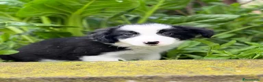 Border Collie Cachorro 2