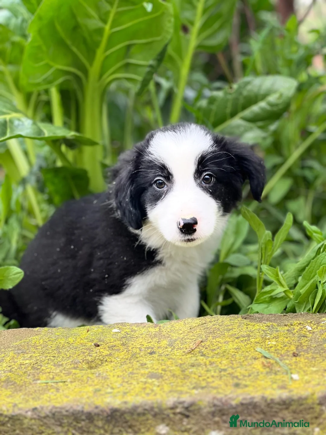 Border Collie perros en venta: Border collie en Barcelona - Anuncio 3