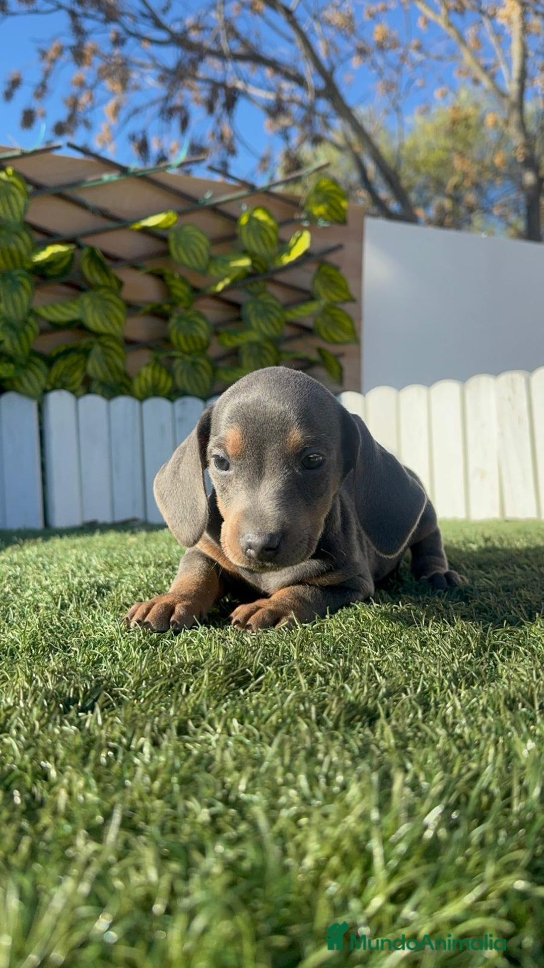 Teckel Miniatura perros en venta: TECKEL MINIATURA - Anuncio 15