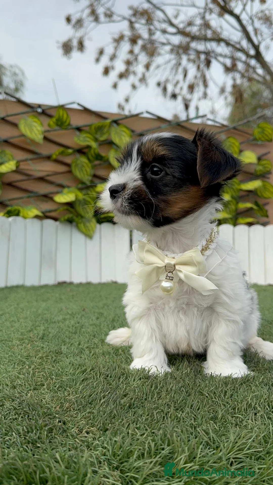 Yorkshire Terrier perros en venta: YORKSHIRE BIEWER - Anuncio 8