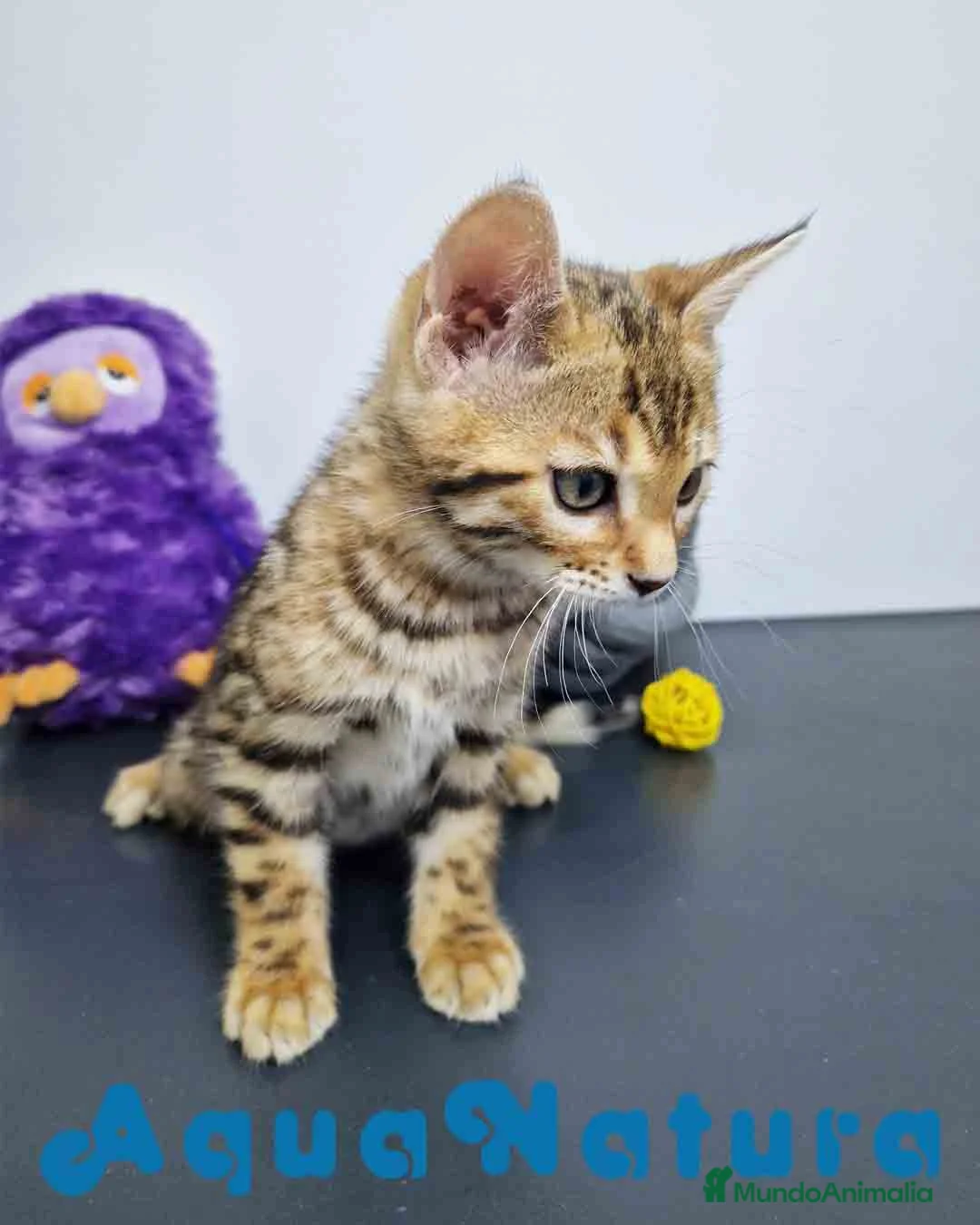 Bengalí gatos en venta: Bengali Hembra AQUANATURA en Barcelona - Anuncio 7