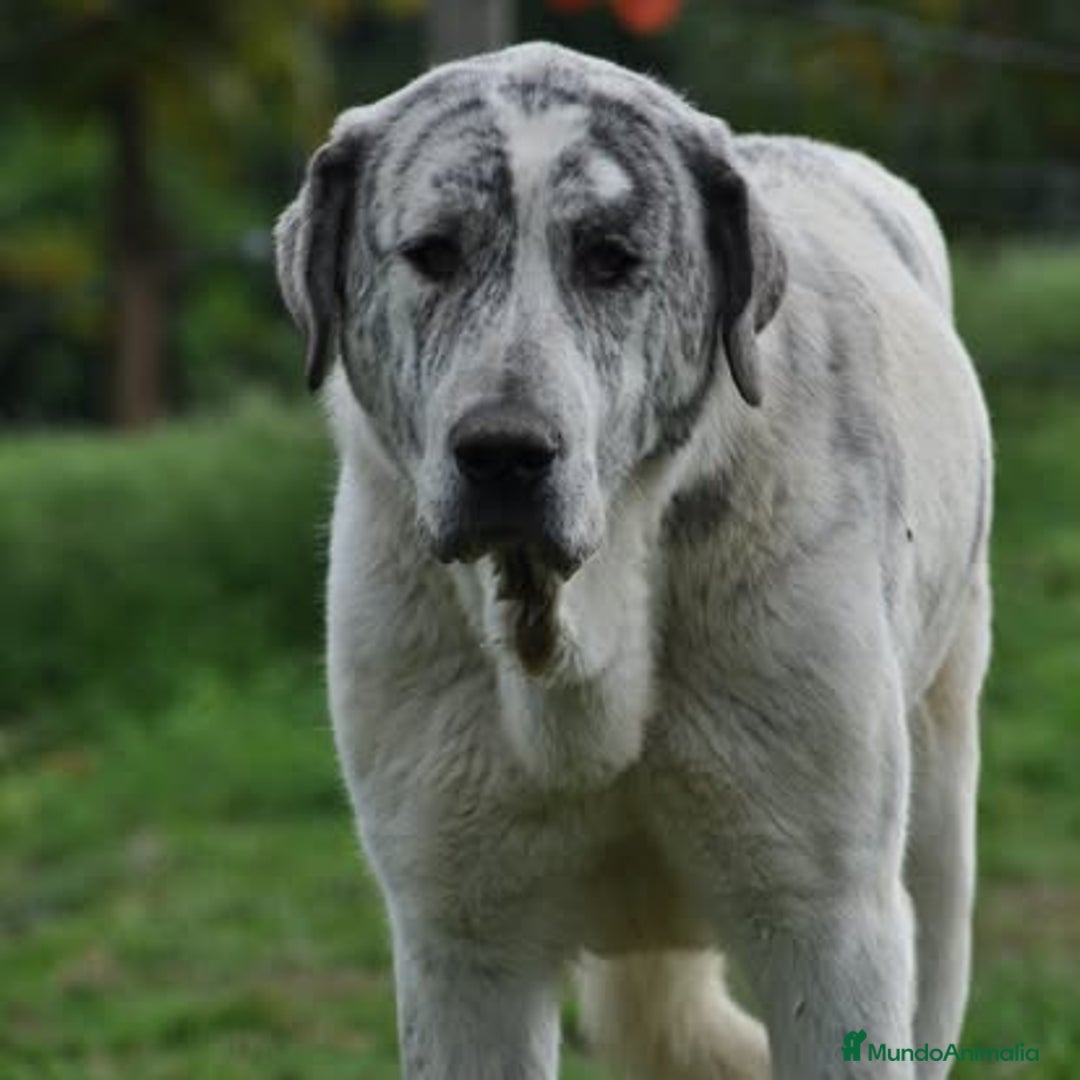 Mastín Español perros en venta: Mastin Español autóctono ganadero - Anuncio 3