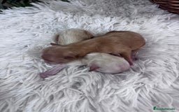 Maltipoo perros en venta: MALTIPOO MACHO - Imagen 5