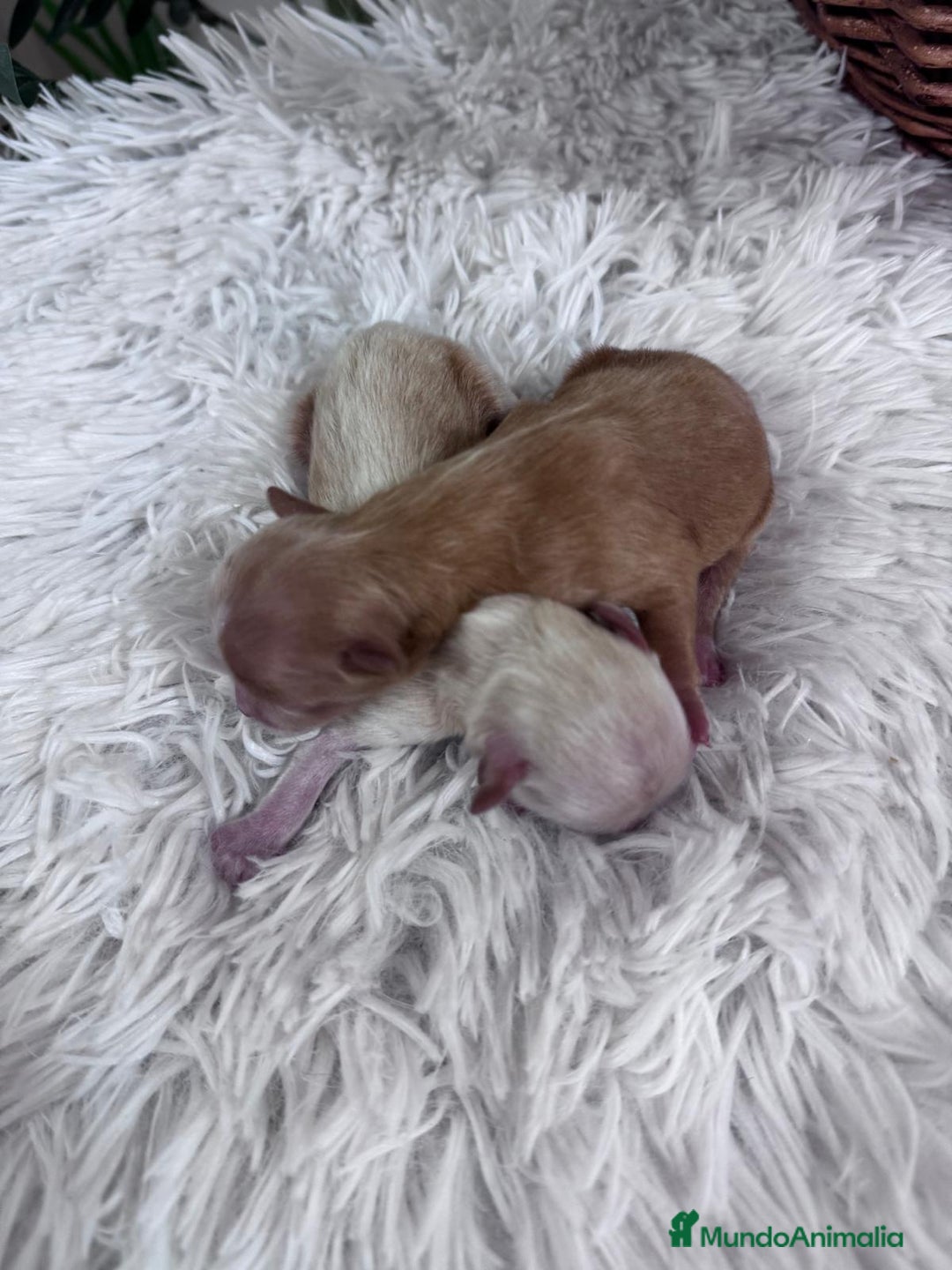 Maltipoo perros en venta: MALTIPOO MACHO - Imagen 5