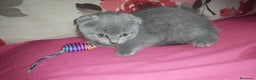 Scottish Fold gatos en venta: Gatita scottish fold joven  - Anuncio 1
