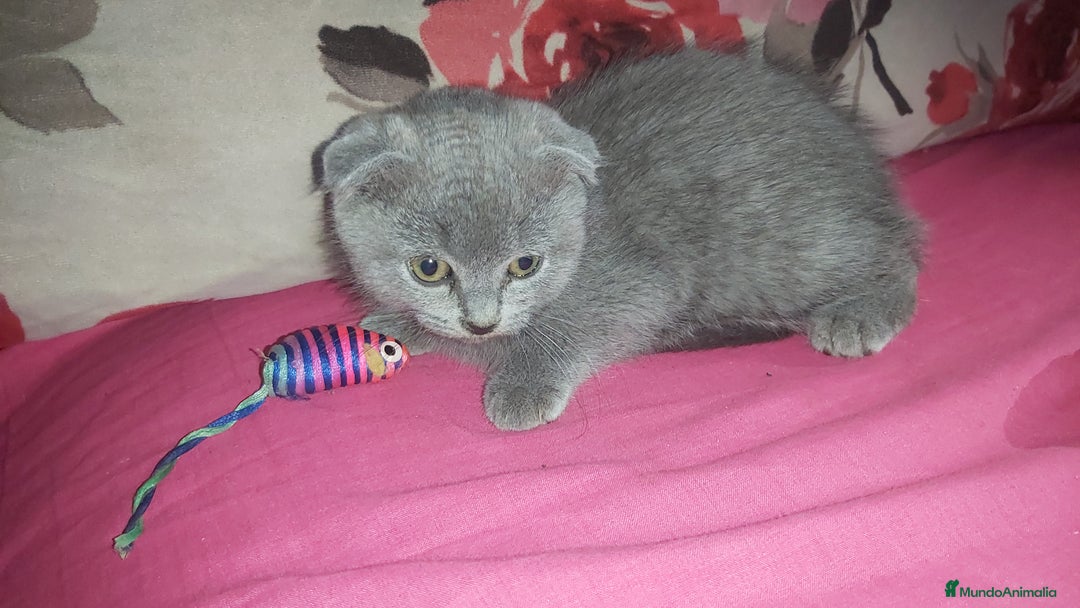 Scottish Fold gatos en venta: Gatita scottish fold joven  - Anuncio 1