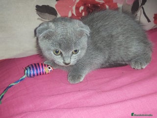 Scottish Fold gatos Gatita scottish fold joven - Anuncio 1