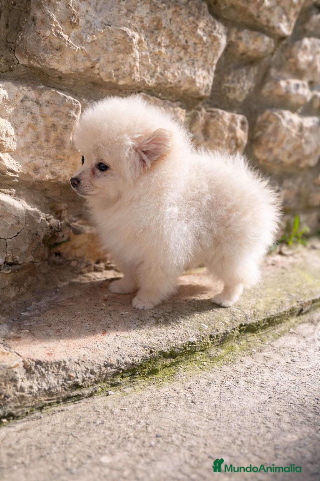 Pomerania perros Pomerania crema - Anuncio 7