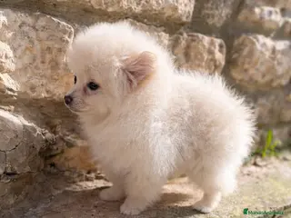 Pomerania perros Pomerania crema - Anuncio 7