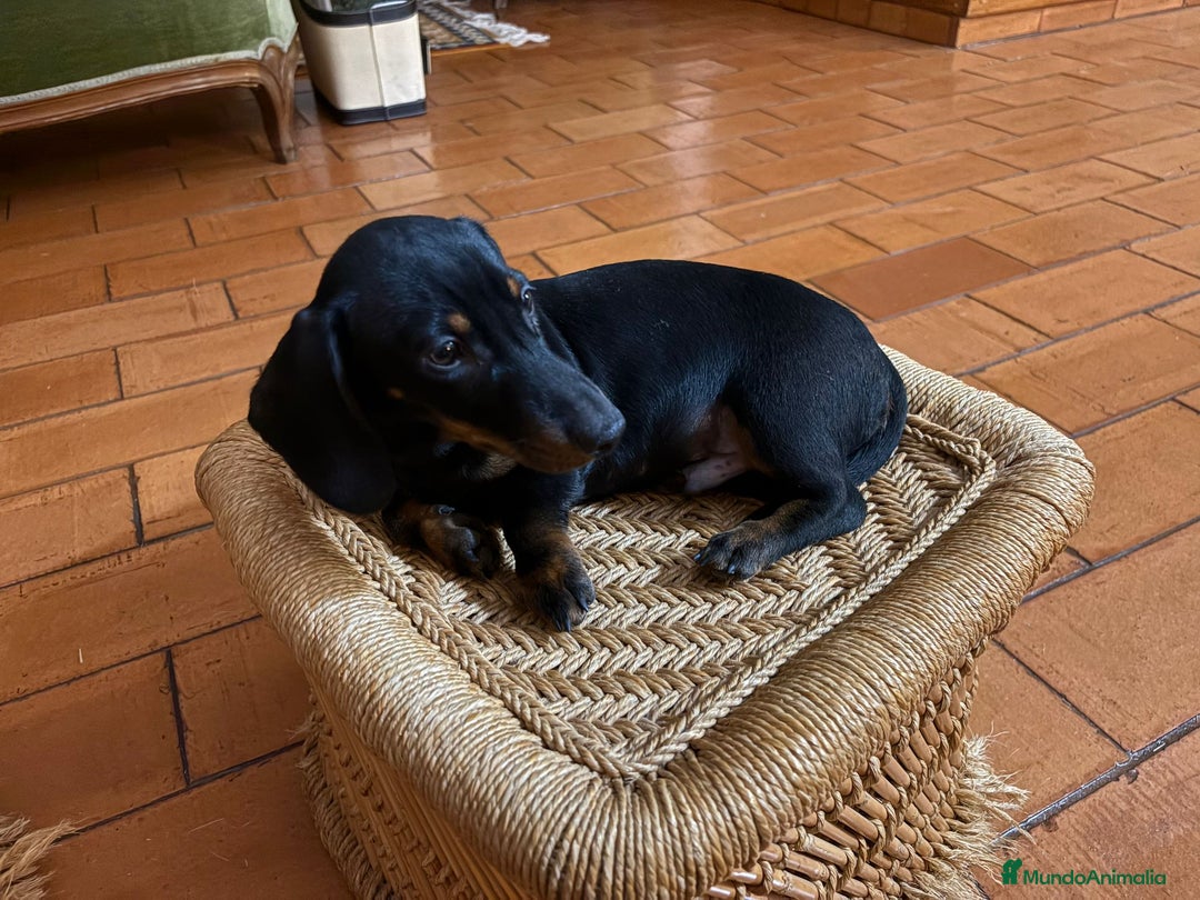 Teckel Miniatura perros en venta: Teckel mini - Anuncio 3