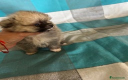 Pomerania perros en venta: Pomeranias - Imagen 2