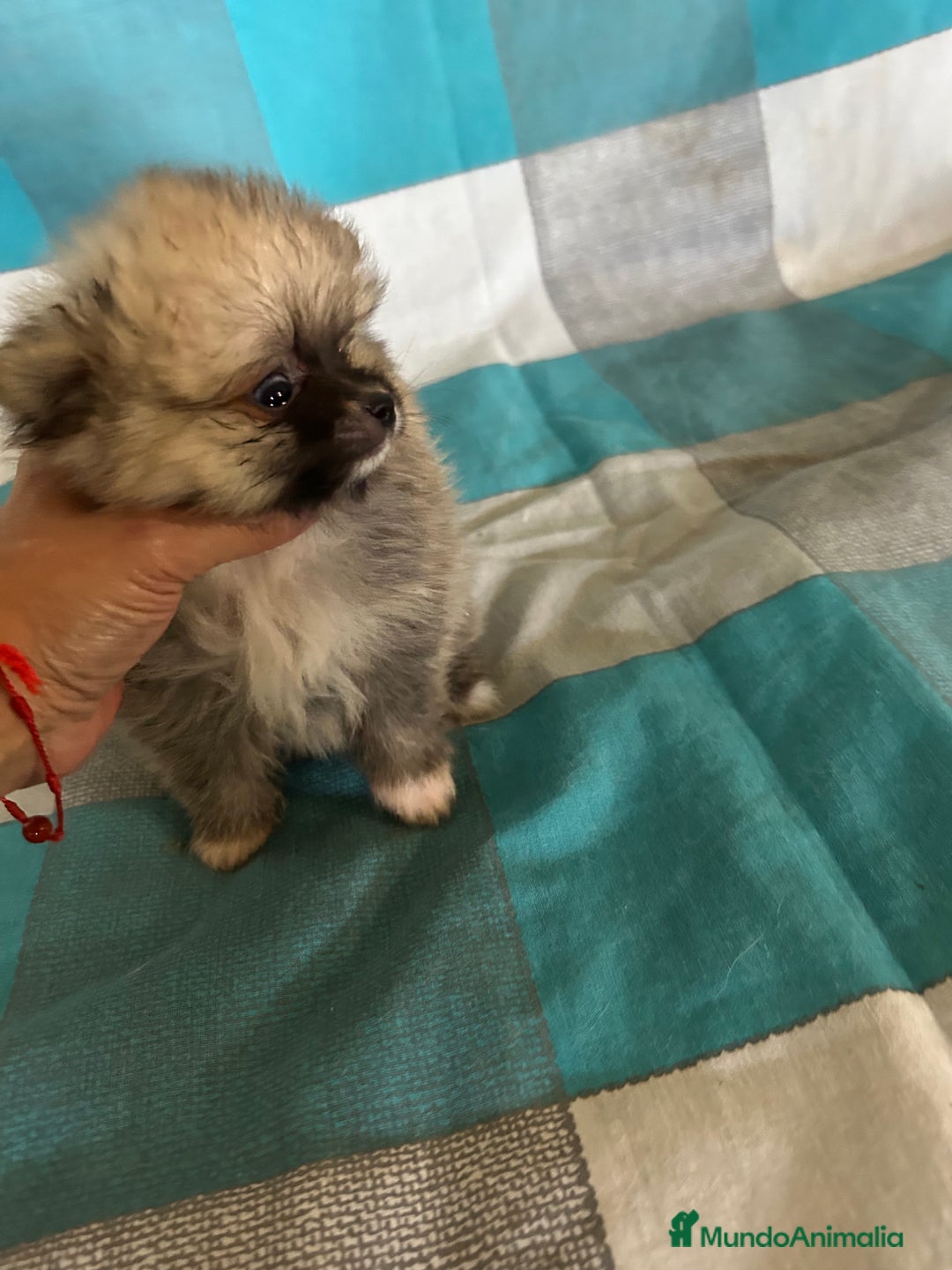 Pomerania perros en venta: Pomeranias - Imagen 2
