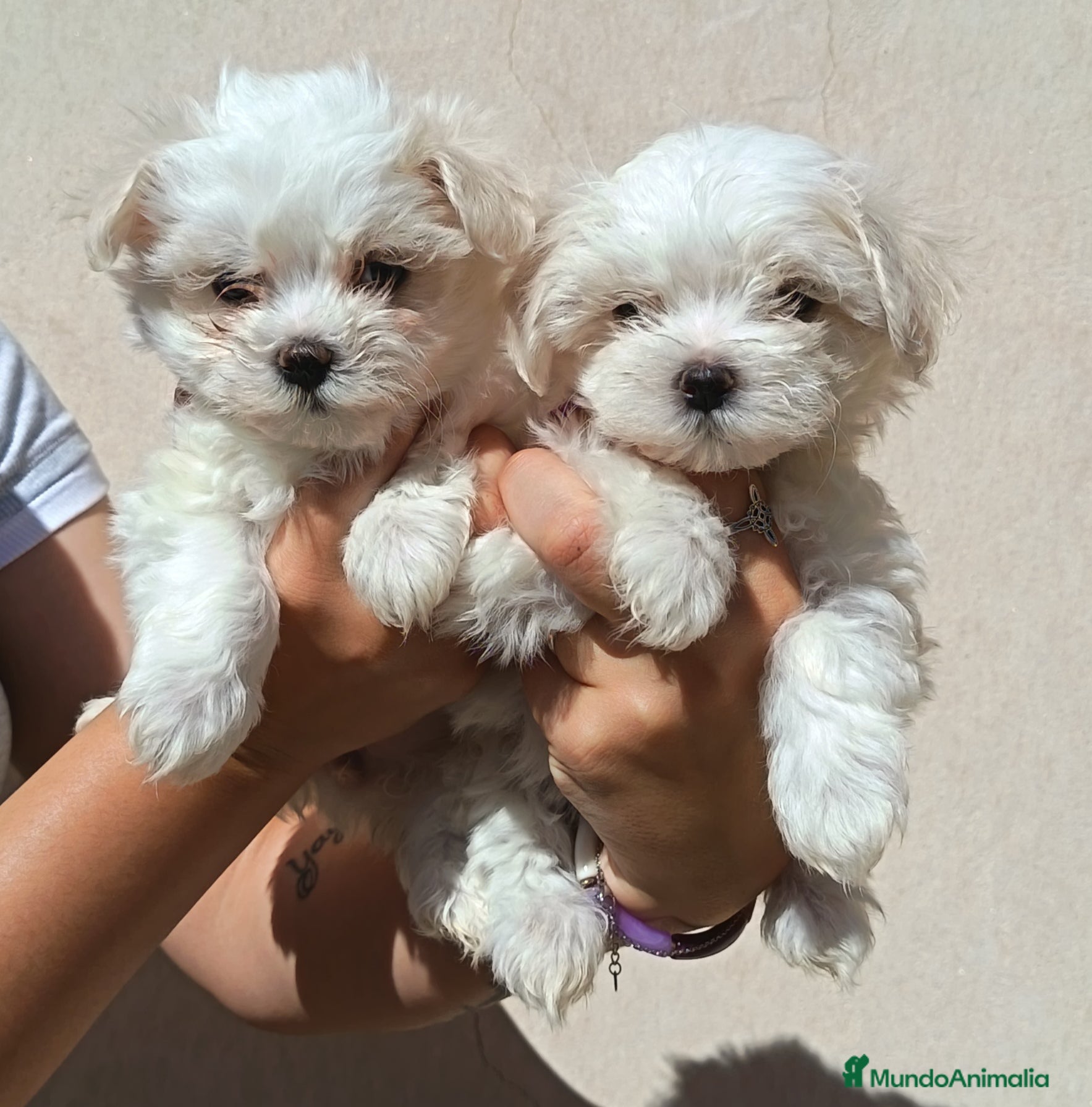 Bichón Maltés perros BICHÓN MALTES HEMBRITAS - Anuncio 23