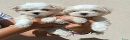 Bichón Maltés perros en venta: BICHÓN MALTES HEMBRITA - Anuncio 1