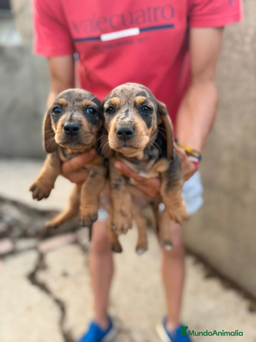 Teckel Miniatura perros en venta: Teckel miniatura merles choco - Anuncio 3