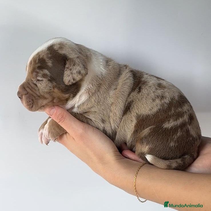 American Bully perros Preciosos cachorros de American Bully XL - Anuncio 23