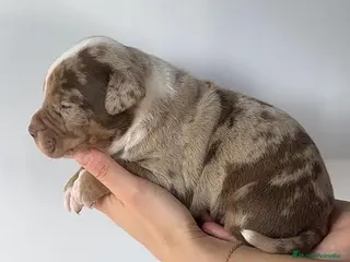 American Bully perros Preciosos cachorros de American Bully XL - Anuncio 23