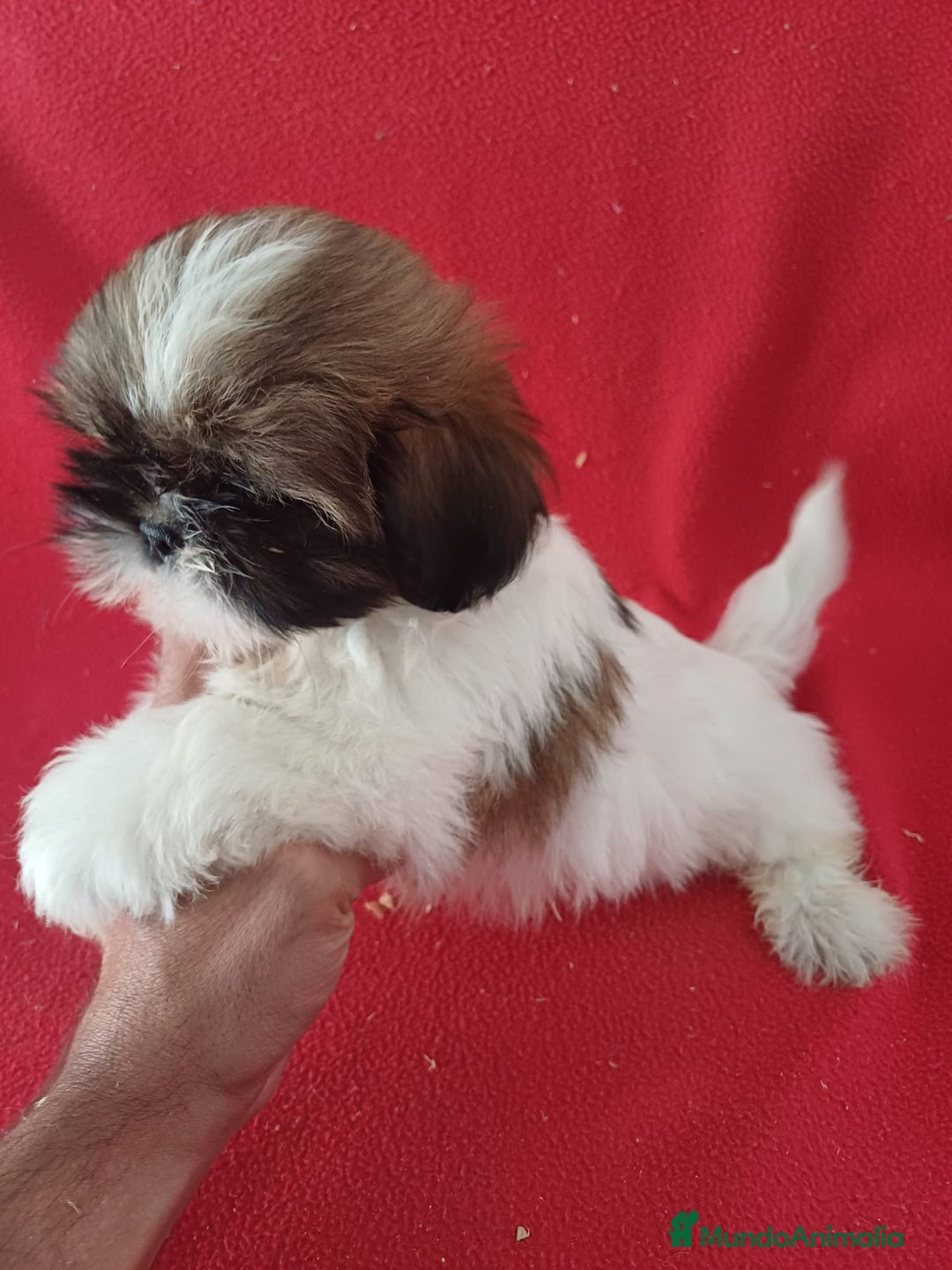 Shih Tzu perros en venta: Shitzhu  - Imagen 2