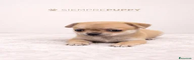 Chihuahua 1
