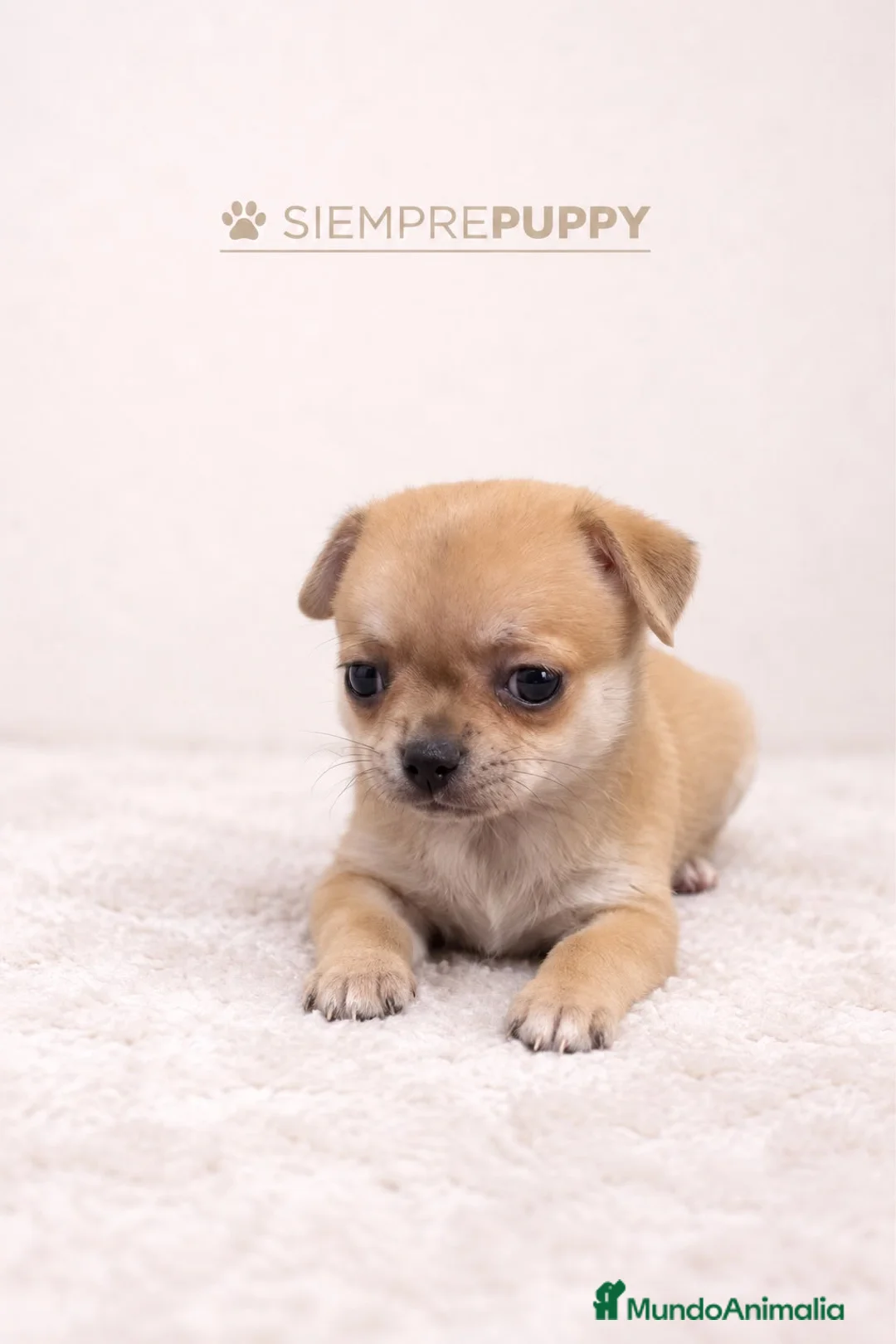 Chihuahua perros en venta: CHIHUAHUA TOY HEMBRITA - Anuncio 2