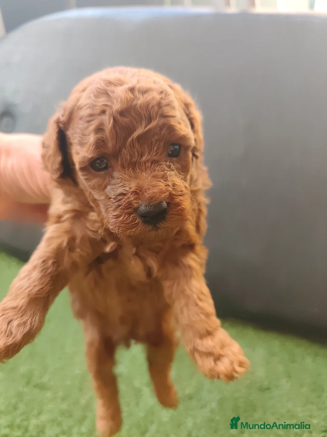 Caniche Toy perros en venta: Caniche toy Prao Toro  - Anuncio 2