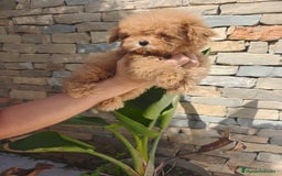 Caniche Toy perros en venta: CANICHE Toy  - Imagen 1