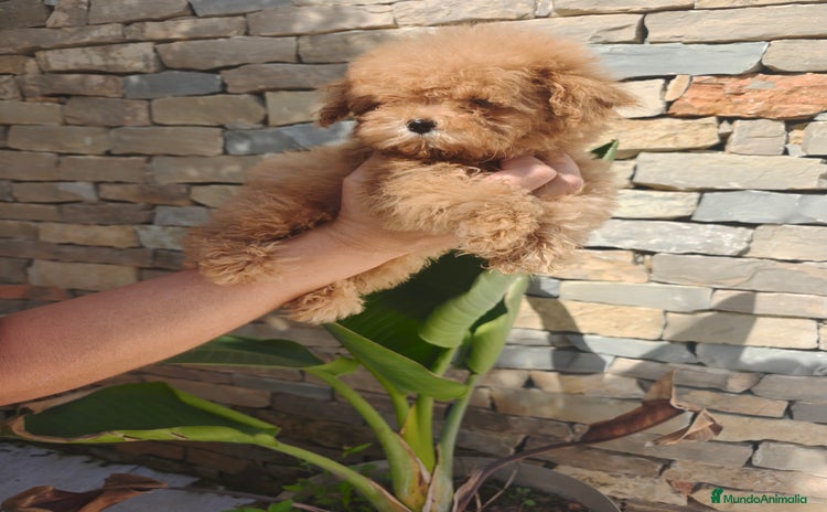 Caniche Toy perros - Anuncio 3