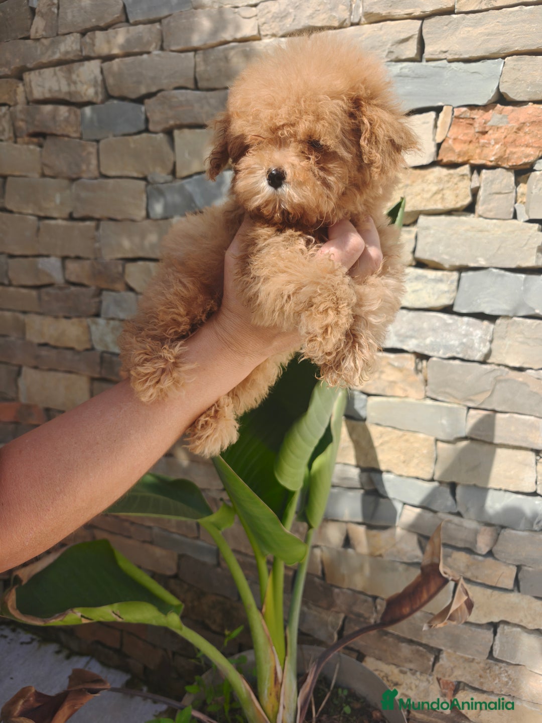 Caniche Toy perros en venta: CANICHE Toy  - Imagen 1