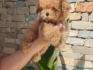 Caniche Toy perros - Anuncio 12