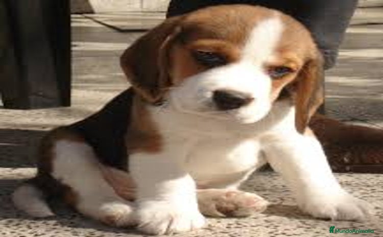 Beagle perros - Anuncio 1