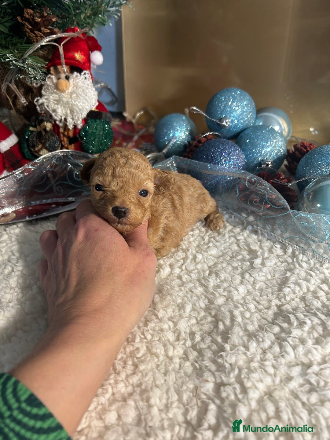 Caniche Toy perros en venta: Caniche toy - Anuncio 2