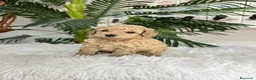 Caniche Enano perros en venta: CANICHE ENANO - Anuncio 27