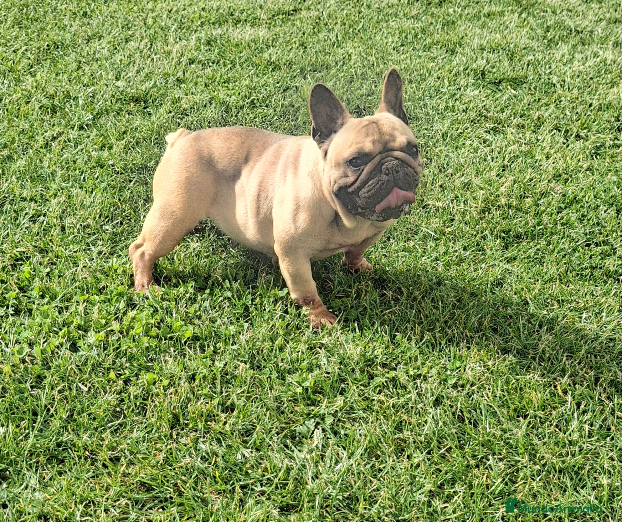 Bulldog Francés perros Bulldog frances - Anuncio 1