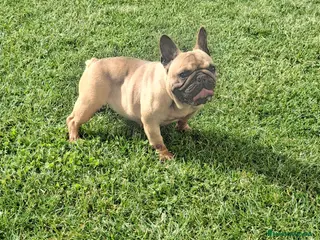Bulldog Francés perros Bulldog frances - Anuncio 1