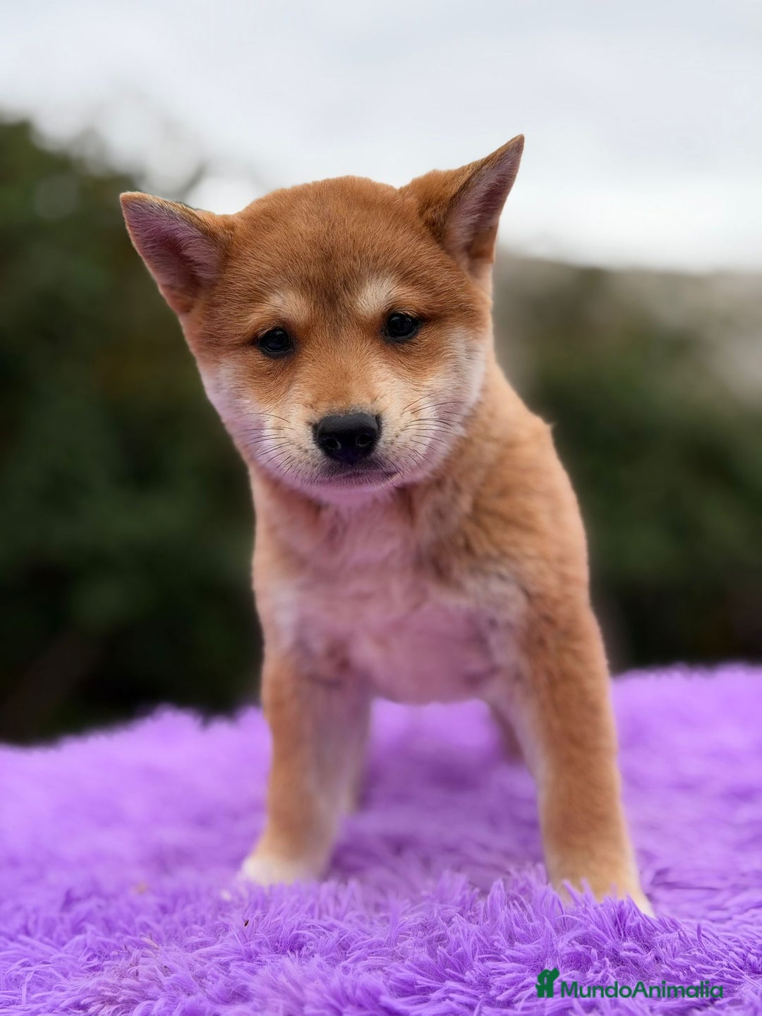 Shiba Inu perros en venta: Shiba inu Rojo Hembra - Anuncio 5