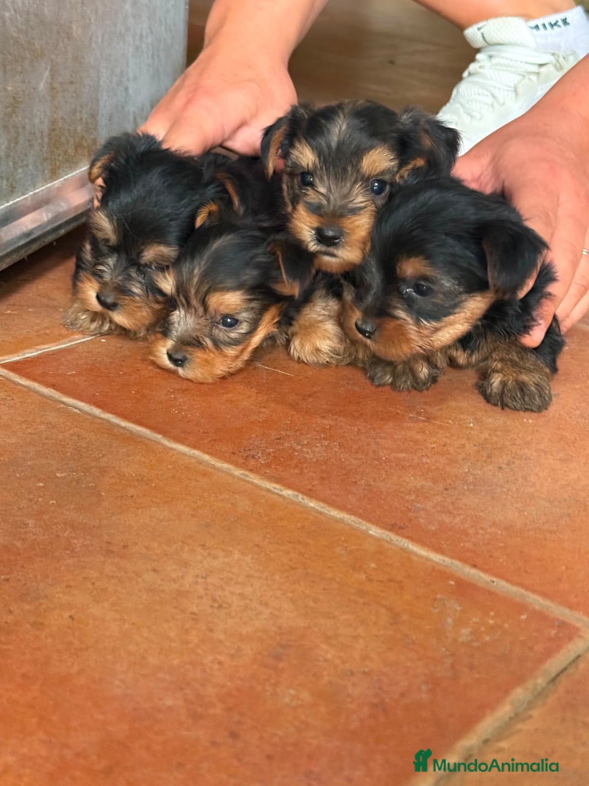 Yorkshire Terrier perros Preciosos cachorritos de Yorkshire - Anuncio 1