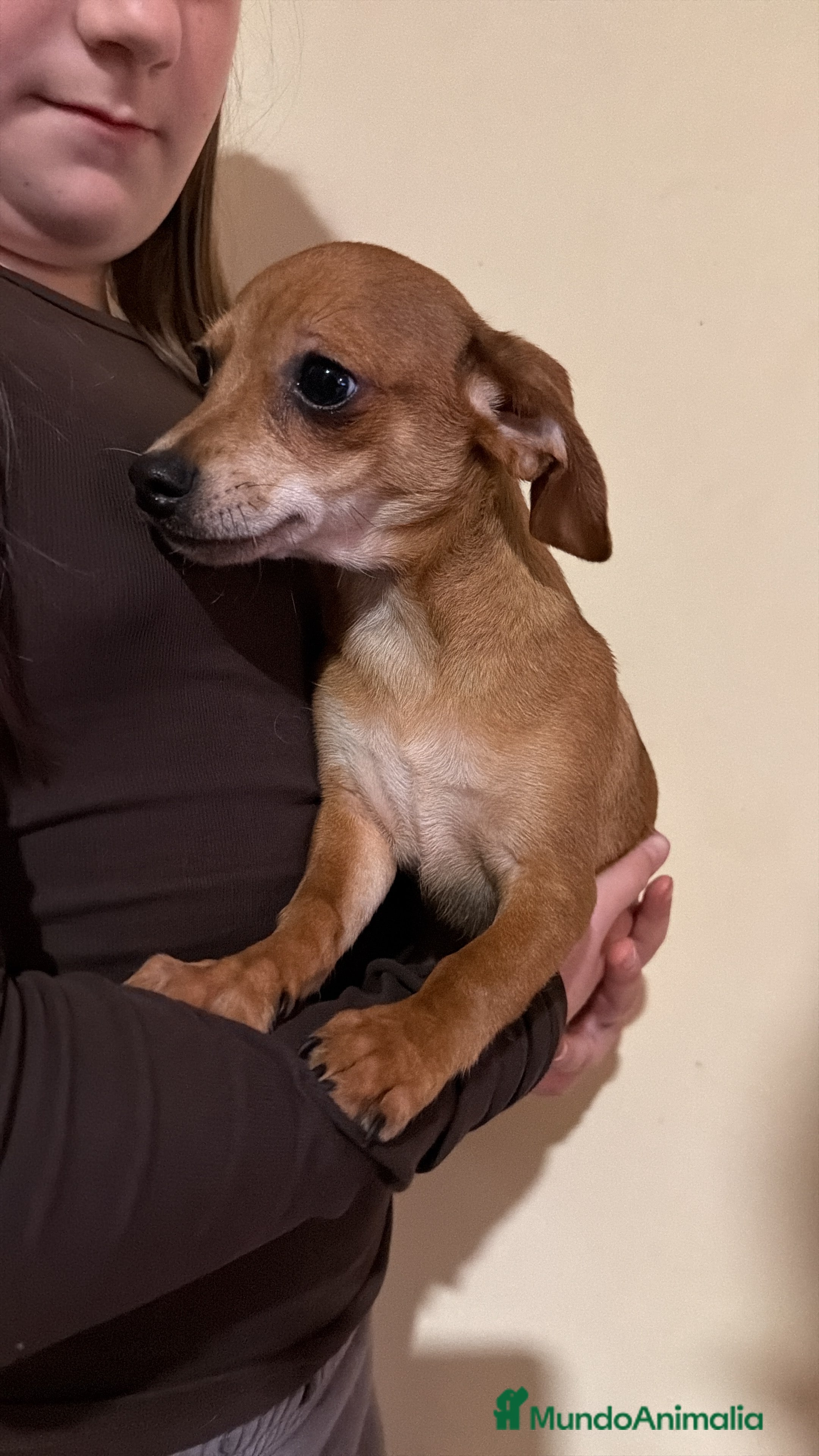 Raza Mixta perros  Cachorrro Cruce de Teckel y Chiguagua  - Anuncio 1