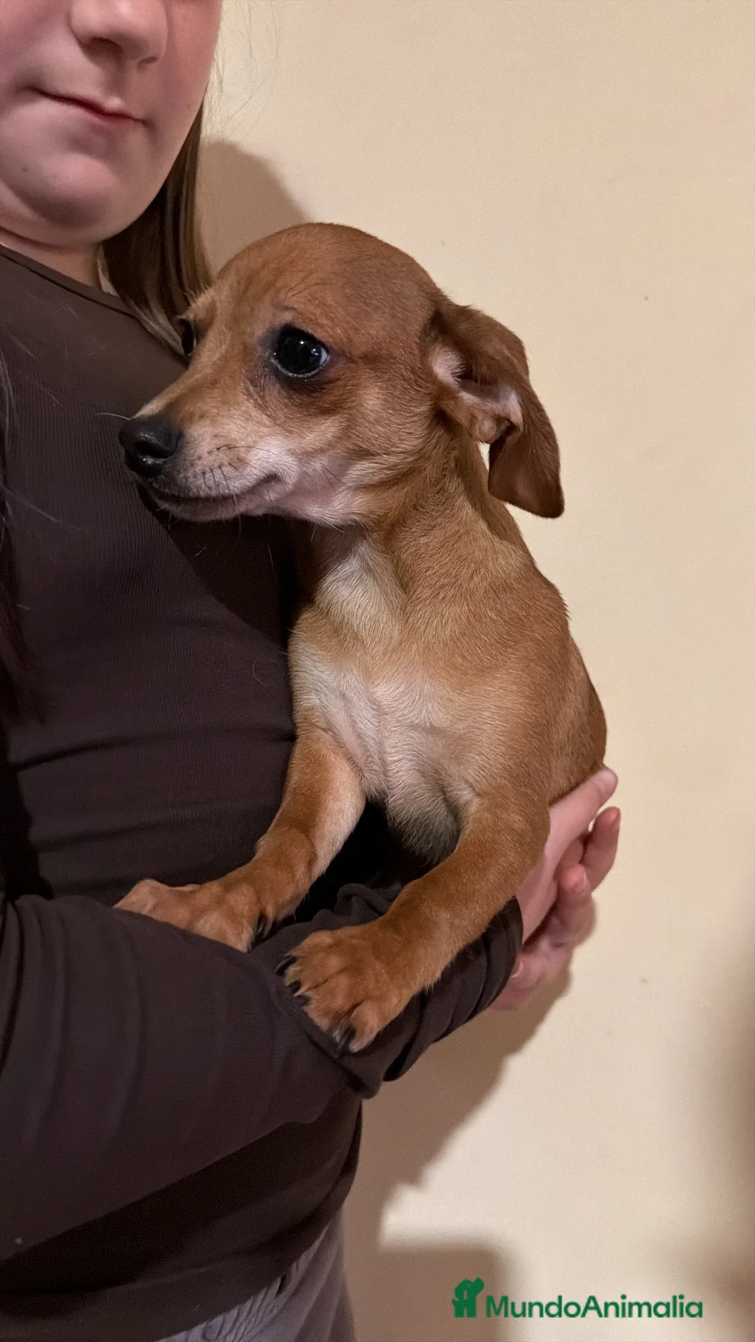 Raza Mixta perros en venta:  Cachorrro Cruce de Teckel y Chiguagua  - Anuncio 1