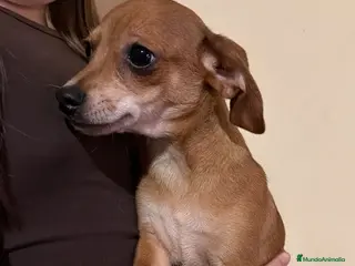 Raza Mixta perros Cachorrro Cruce de Teckel y Chiguagua - Anuncio 1