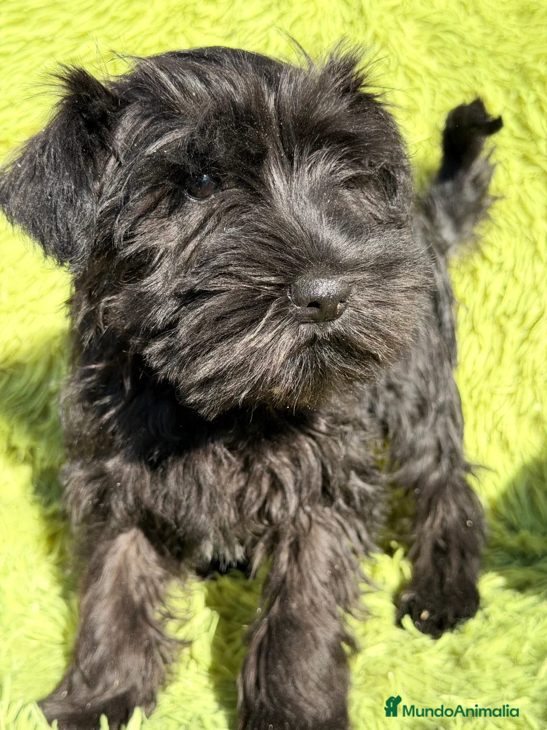 Schnauzer Miniatura perros en venta: Schnauzer miniatura  - Anuncio 4