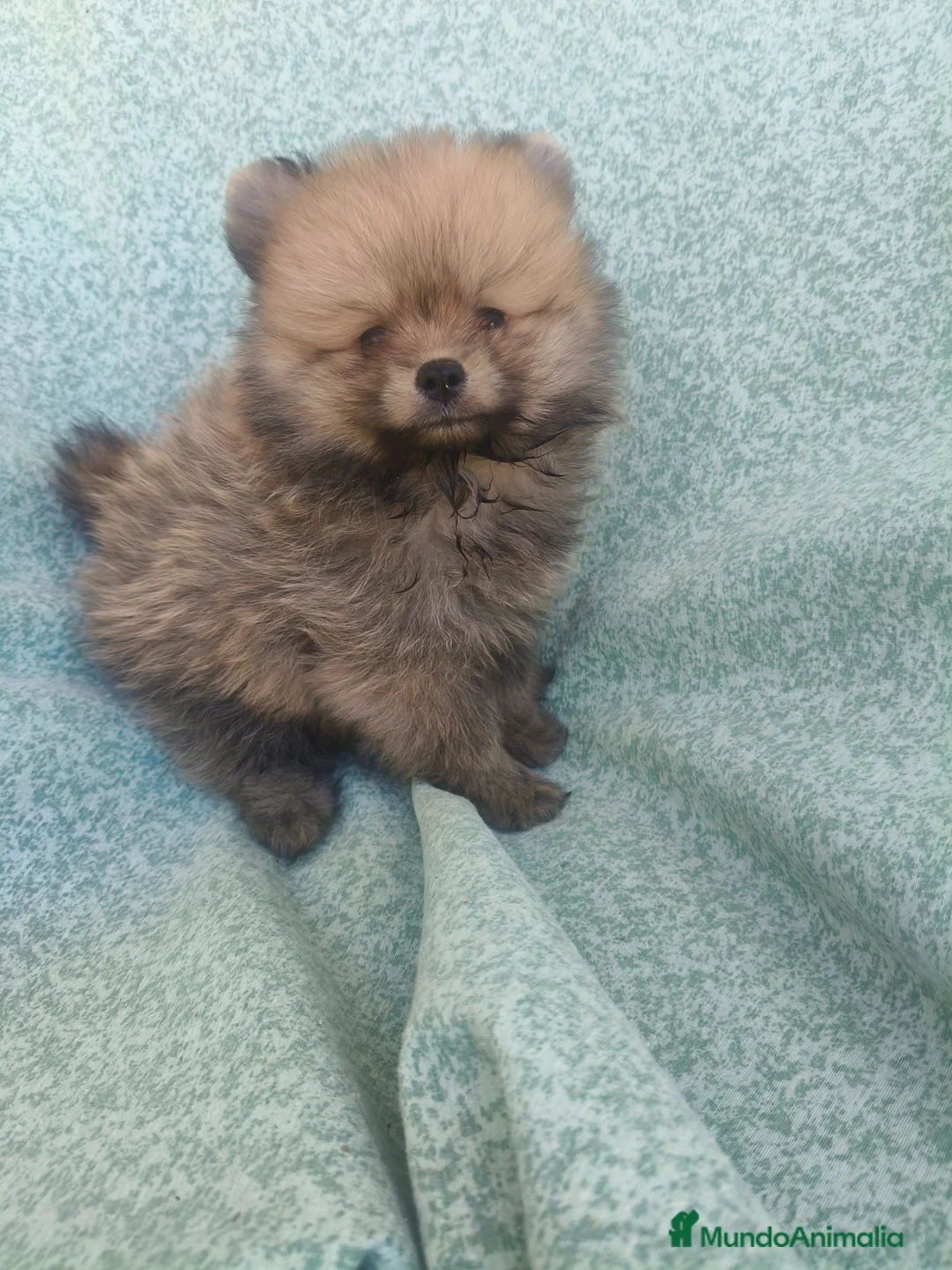 Pomerania perros en venta: Pomerania toy - Anuncio 2