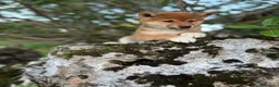 Shiba Inu perros en venta: Shiba Inu  - Anuncio 4