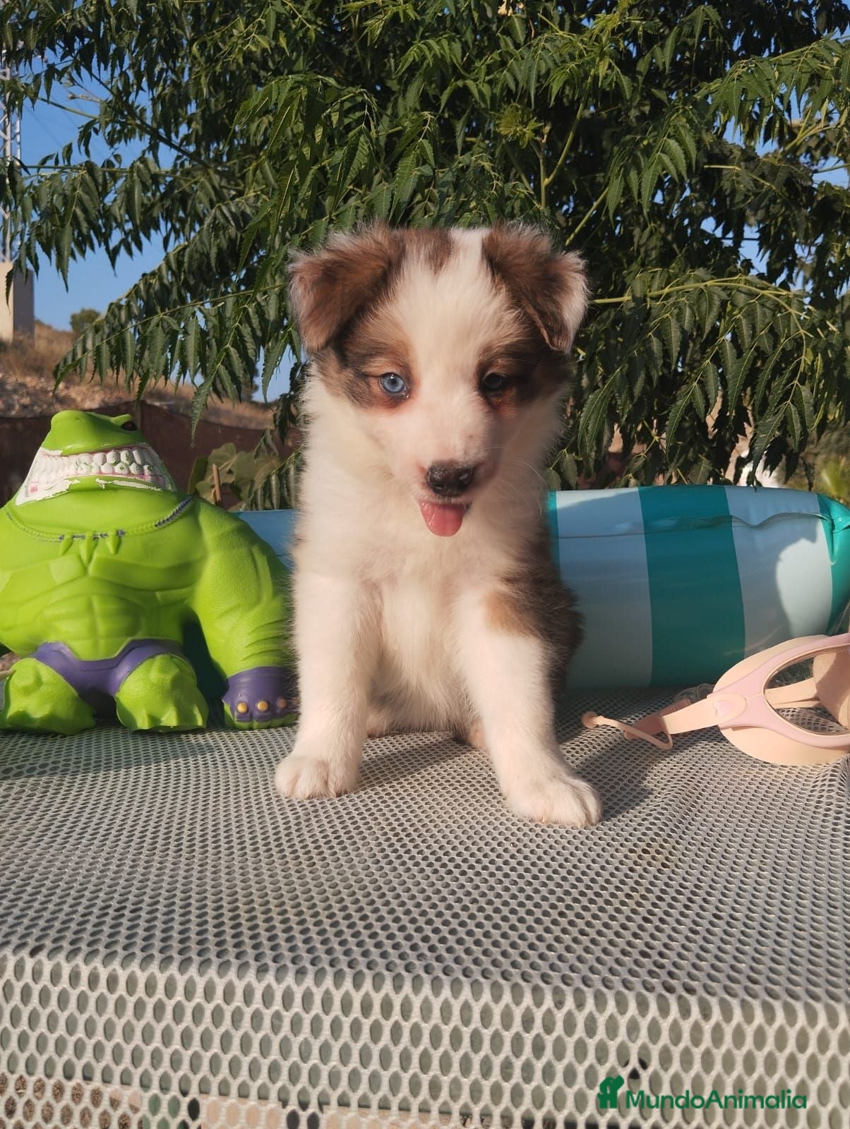 Border Collie perros Border Collie - Anuncio 2