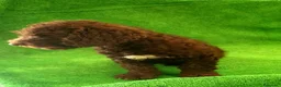 Perro de Agua Español perros en venta: Perro Aguas Español  - Anuncio 4