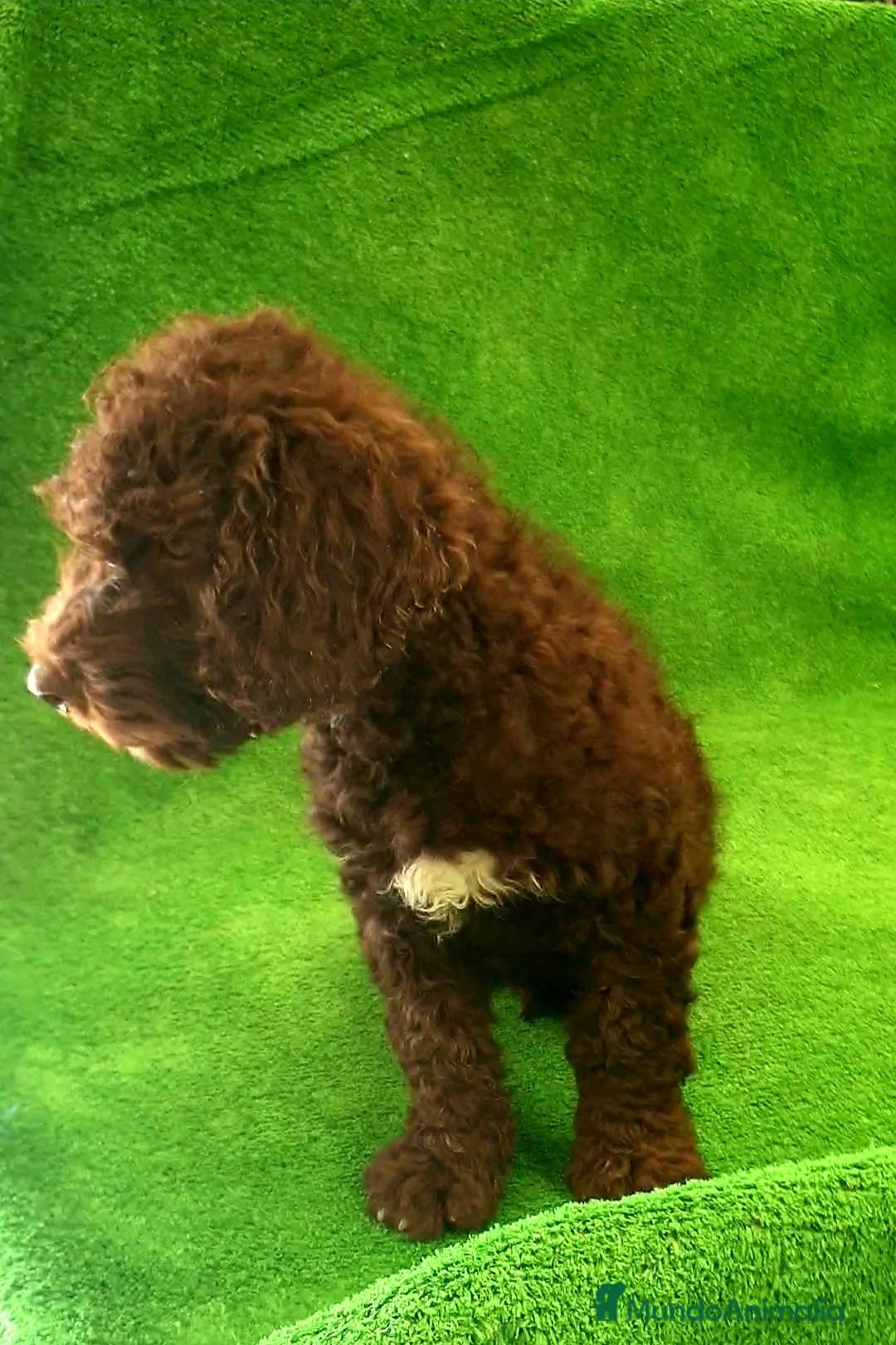 Perro de Agua Español perros en venta: Perro Aguas Español  - Anuncio 4